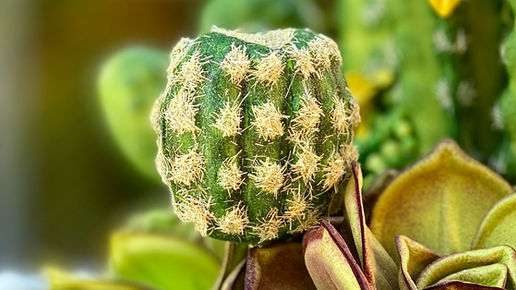 Cactus Bola